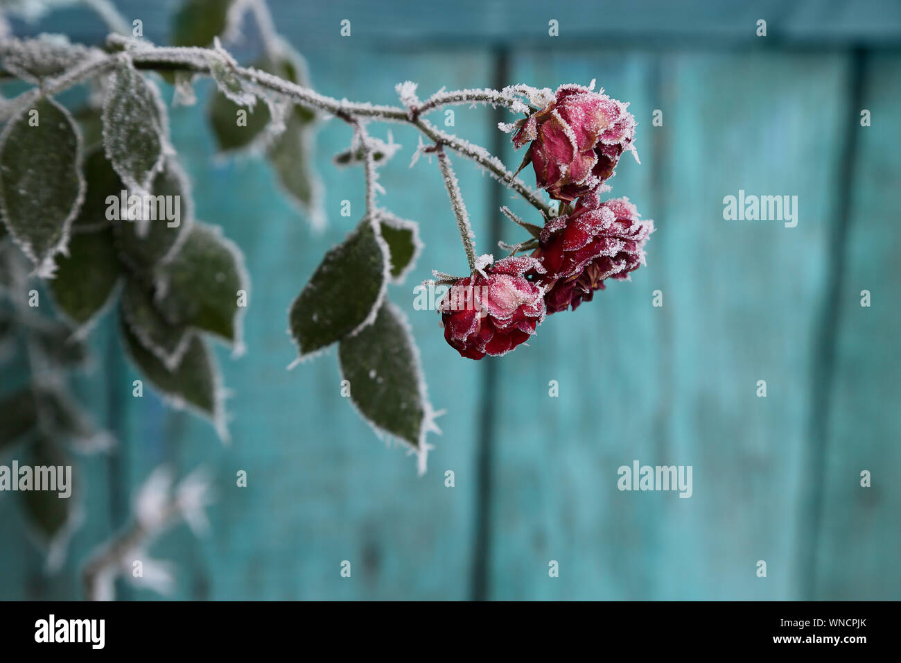 Frost couverts Roses.focus sélectif. Banque D'Images