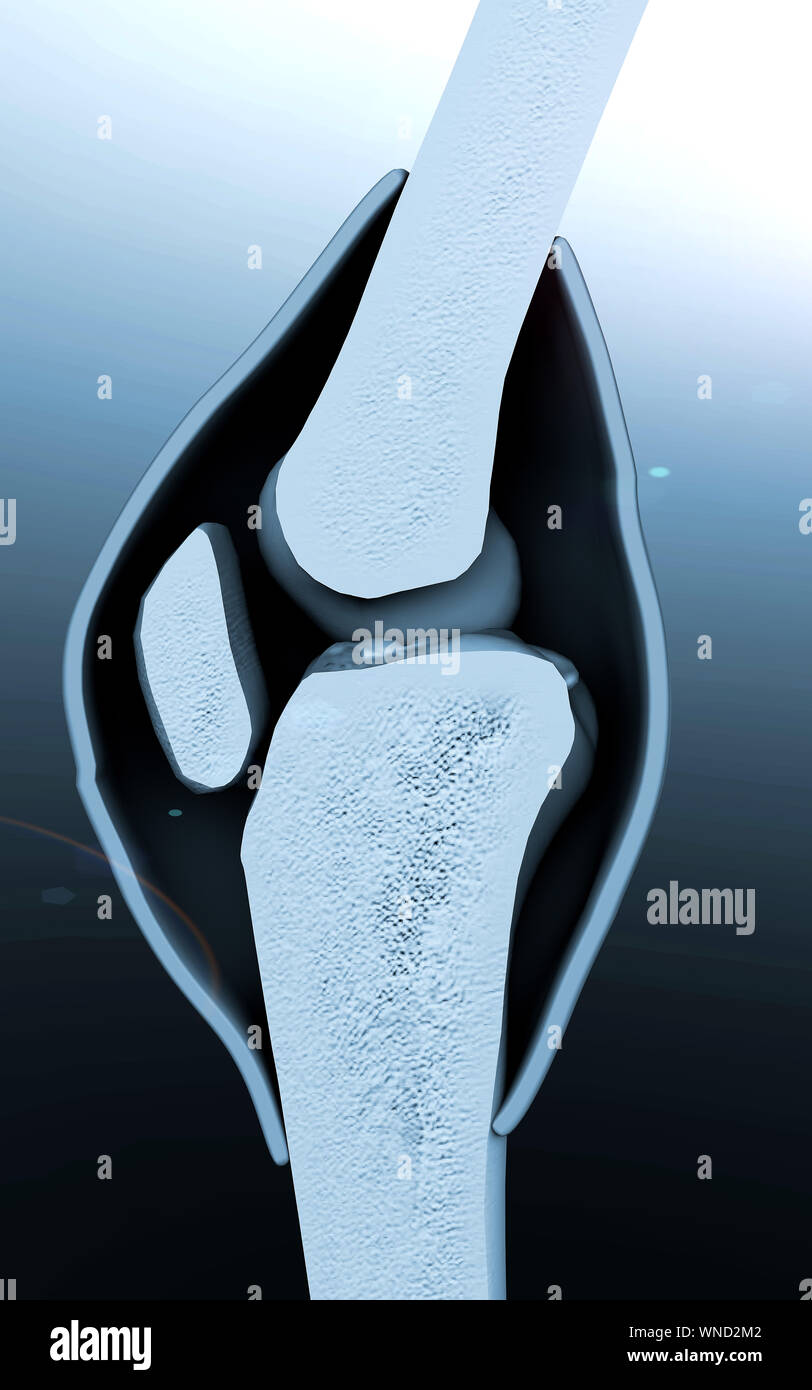 Genou muscle tissue structure humaine système mâle Banque D'Images