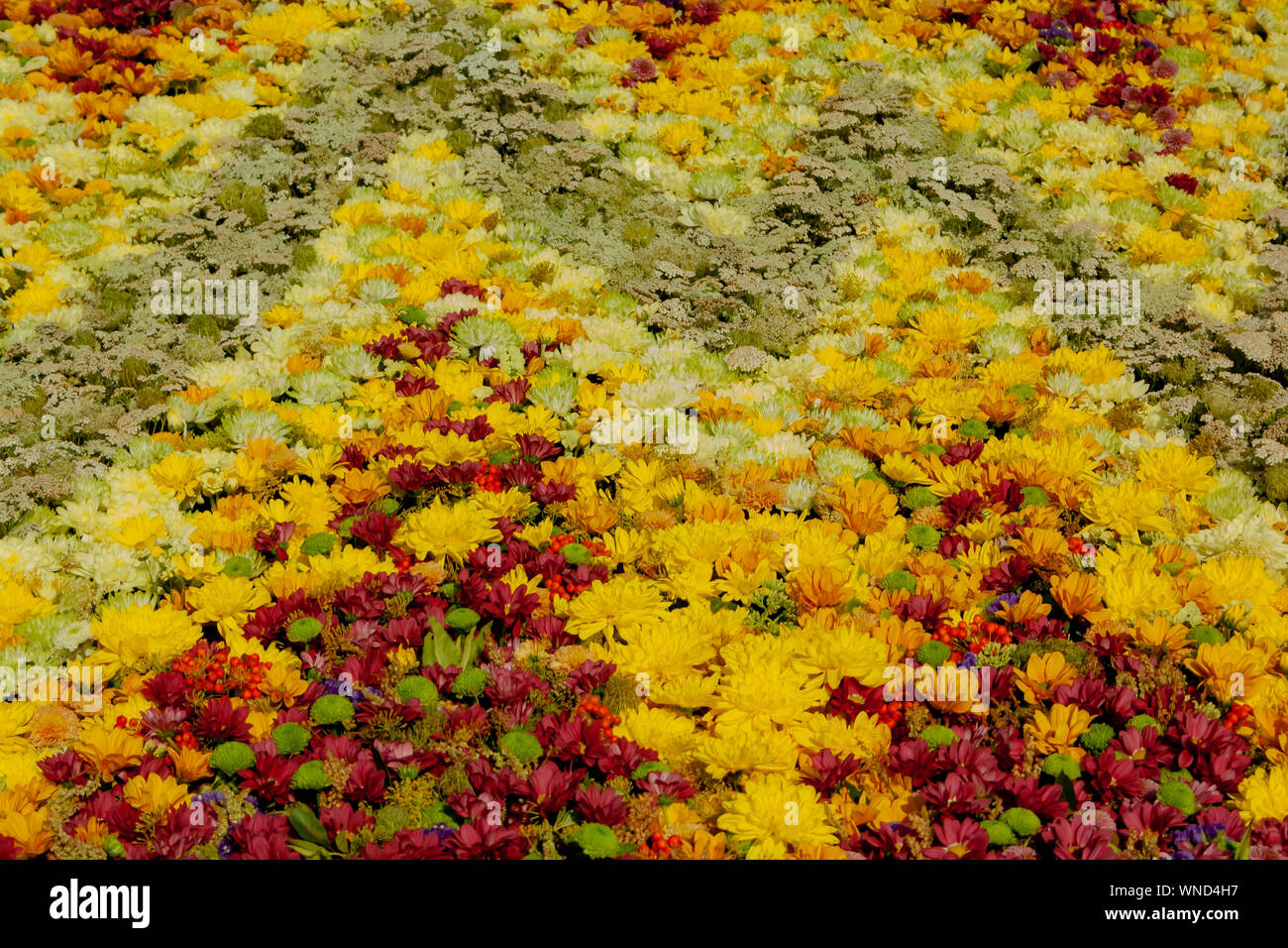 De belles fleurs pour fond de scène de mariage Banque D'Images
