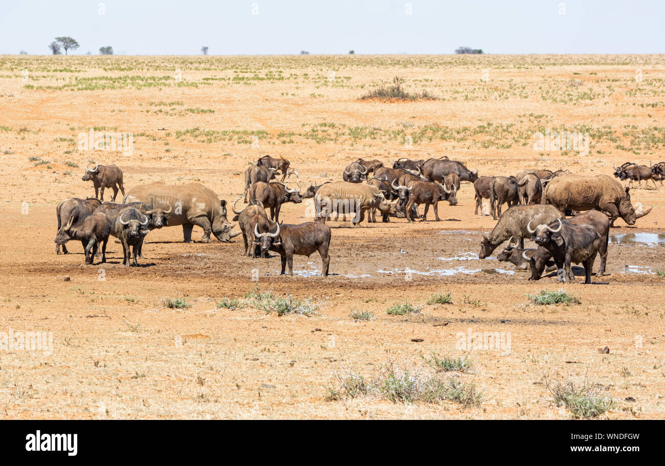 Les rhinocéros blancs et Buffalo à un point d'eau dans le sud de la savane africaine Banque D'Images
