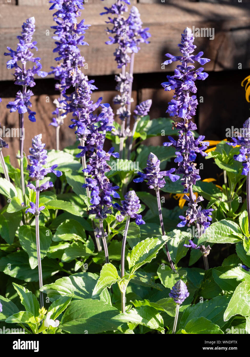 Les pointes de l'été fleur bleue, Salvia sauge vivace 'Mystic Spires Blue' Banque D'Images