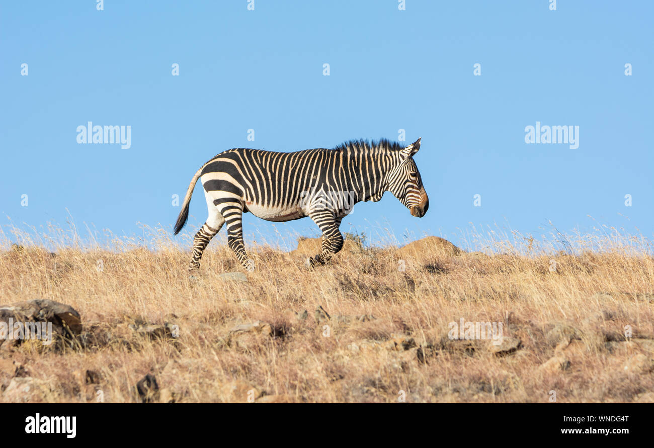 Zèbre de montagne du cap, dans le sud de la savane africaine Banque D'Images