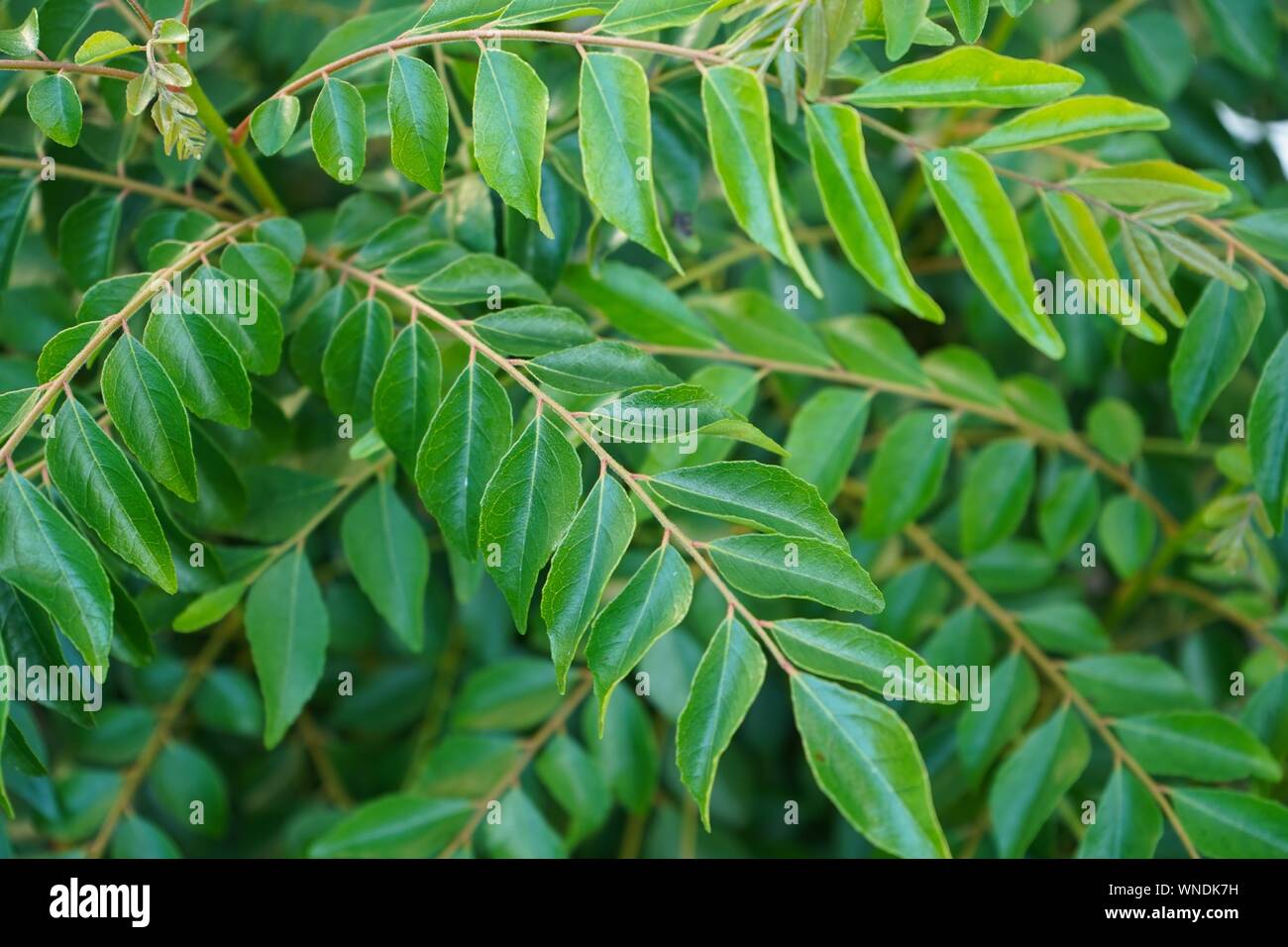 Des feuilles de cari background, selective focus Banque D'Images