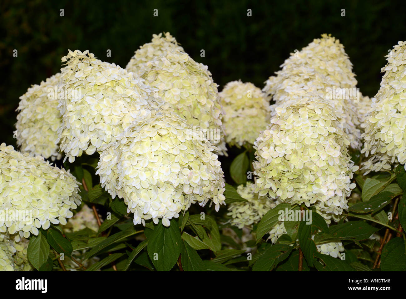 Hortensia ou Hydrangea paniculata avec big blanc crème et fleurs rose et vert en été, de l'arbuste d'Hydrangea paniculata Banque D'Images