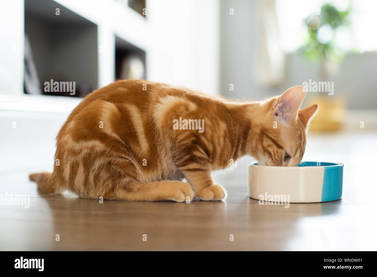 Gingembre Pet Cat de manger des aliments de la cuvette à la maison Banque D'Images