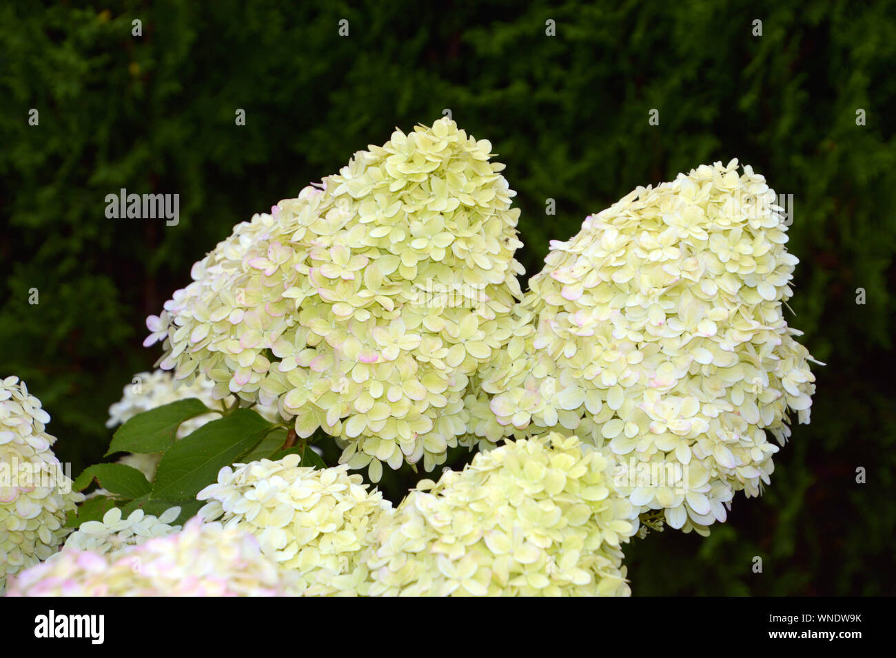 Close-up of petit arbre d'Hydrangea paniculata, hortensia ou Hydrangea paniculata limelight avec big blanc crème et fleurs rose et vert Banque D'Images