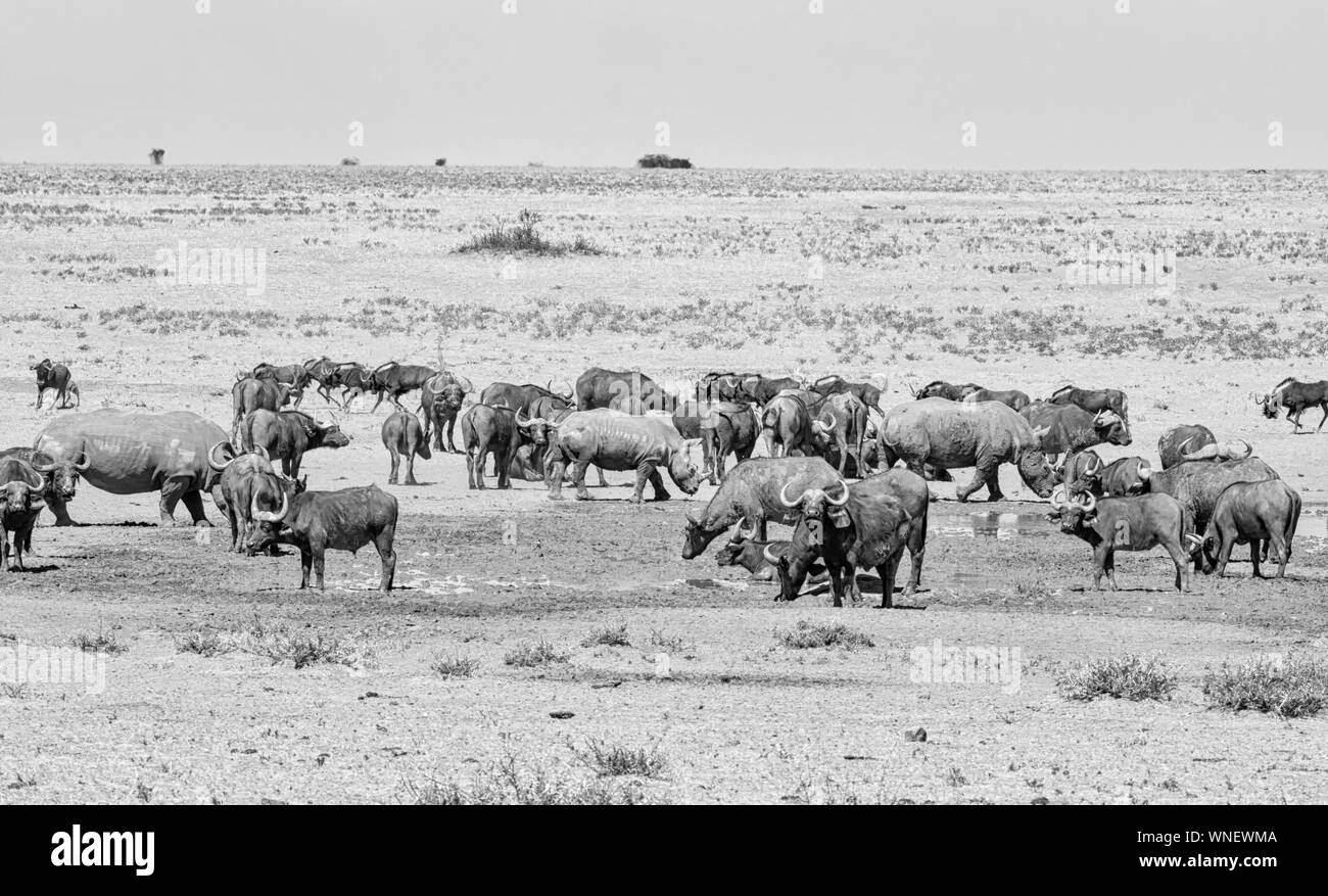 Les rhinocéros blancs et Buffalo à un point d'eau dans le sud de la savane africaine Banque D'Images