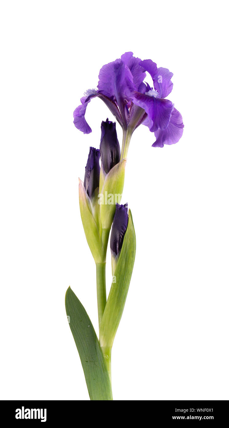 Couleur bleu iris fleur, isolé sur fond blanc. Macro Banque D'Images