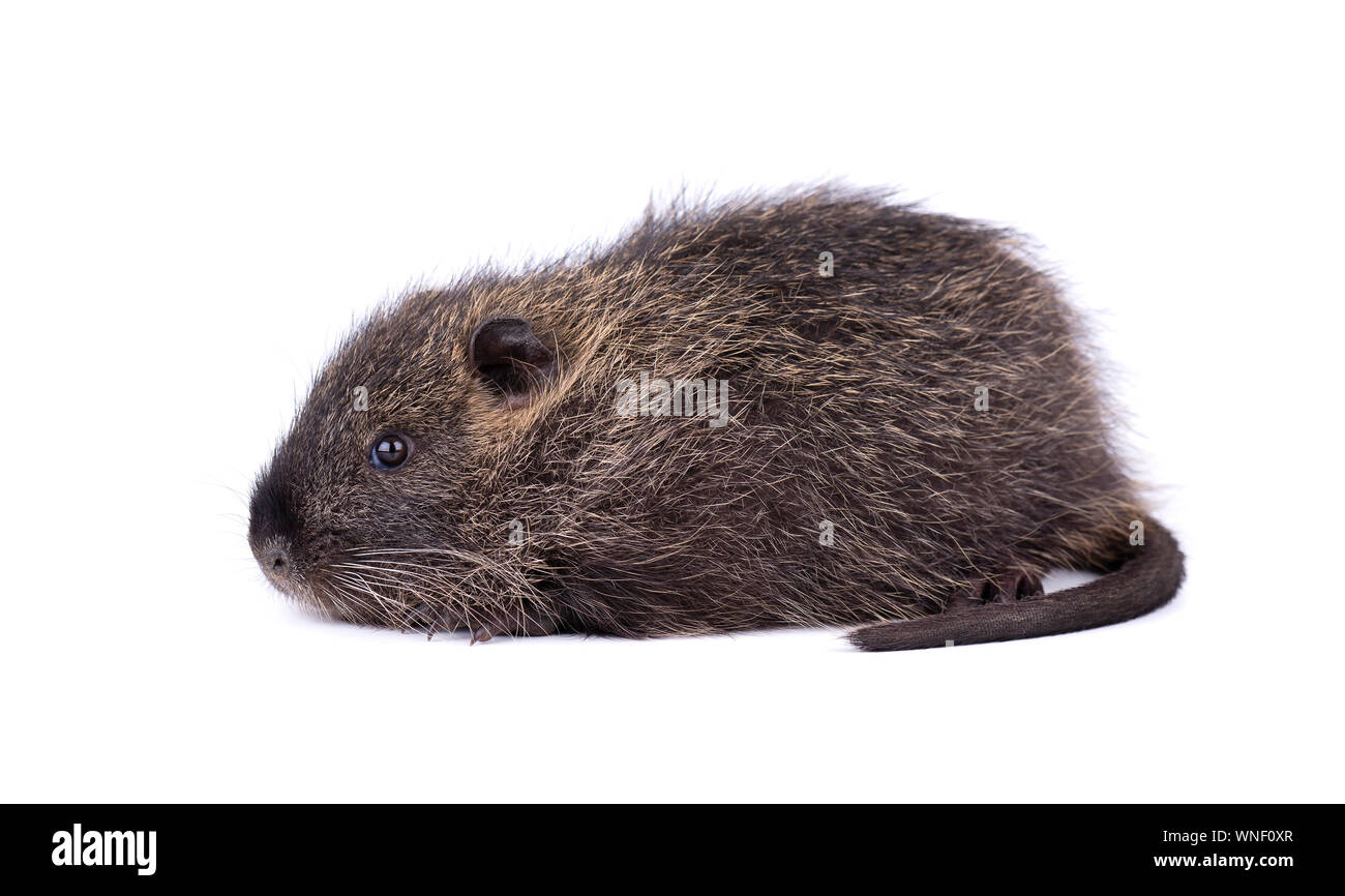 Baby Rat Banque D Image Et Photos Page 10 Alamy