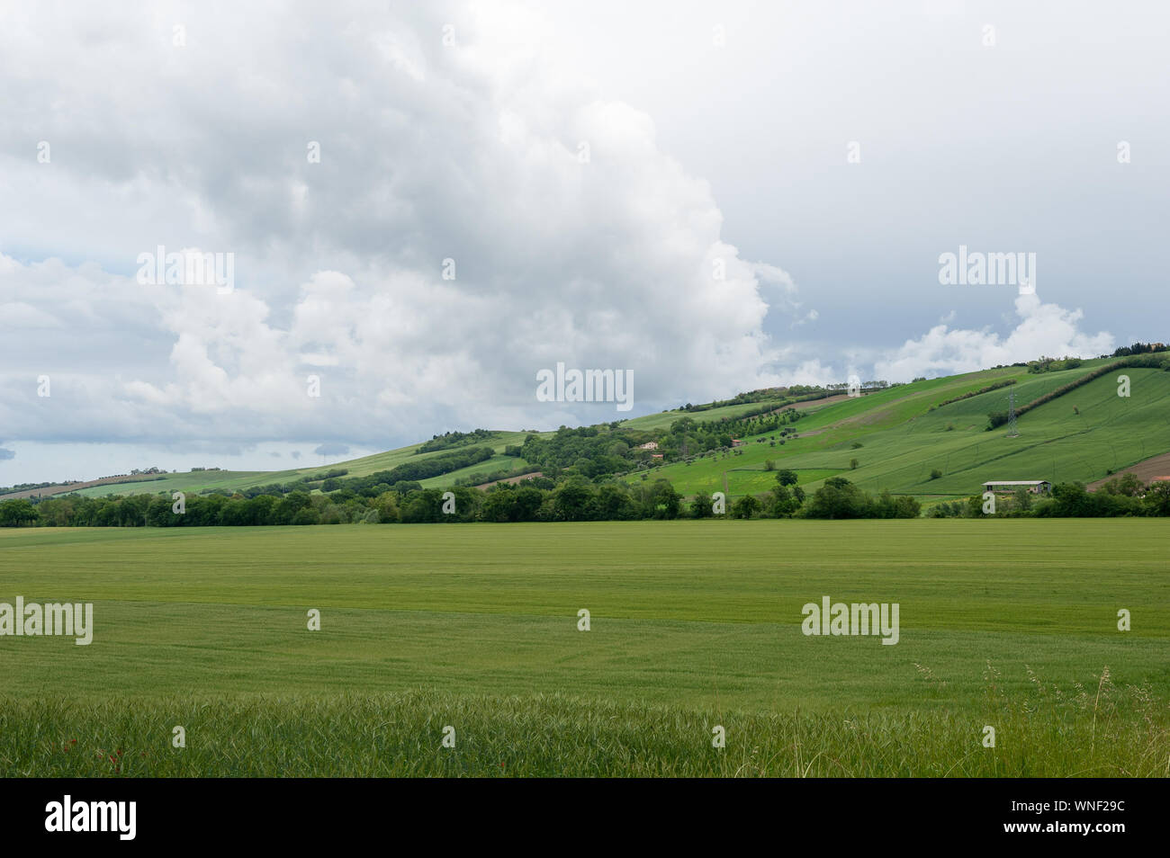 Champs près de Castello della Rancia, province de Macerata, Marches, Italie, Europe Banque D'Images