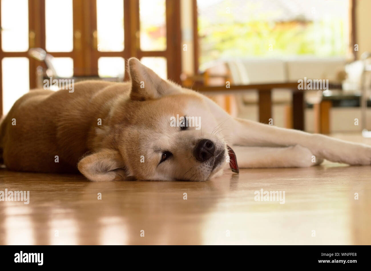 Chien Akita fixant sur le plancher d'une salle de séjour brouillée. Banque D'Images
