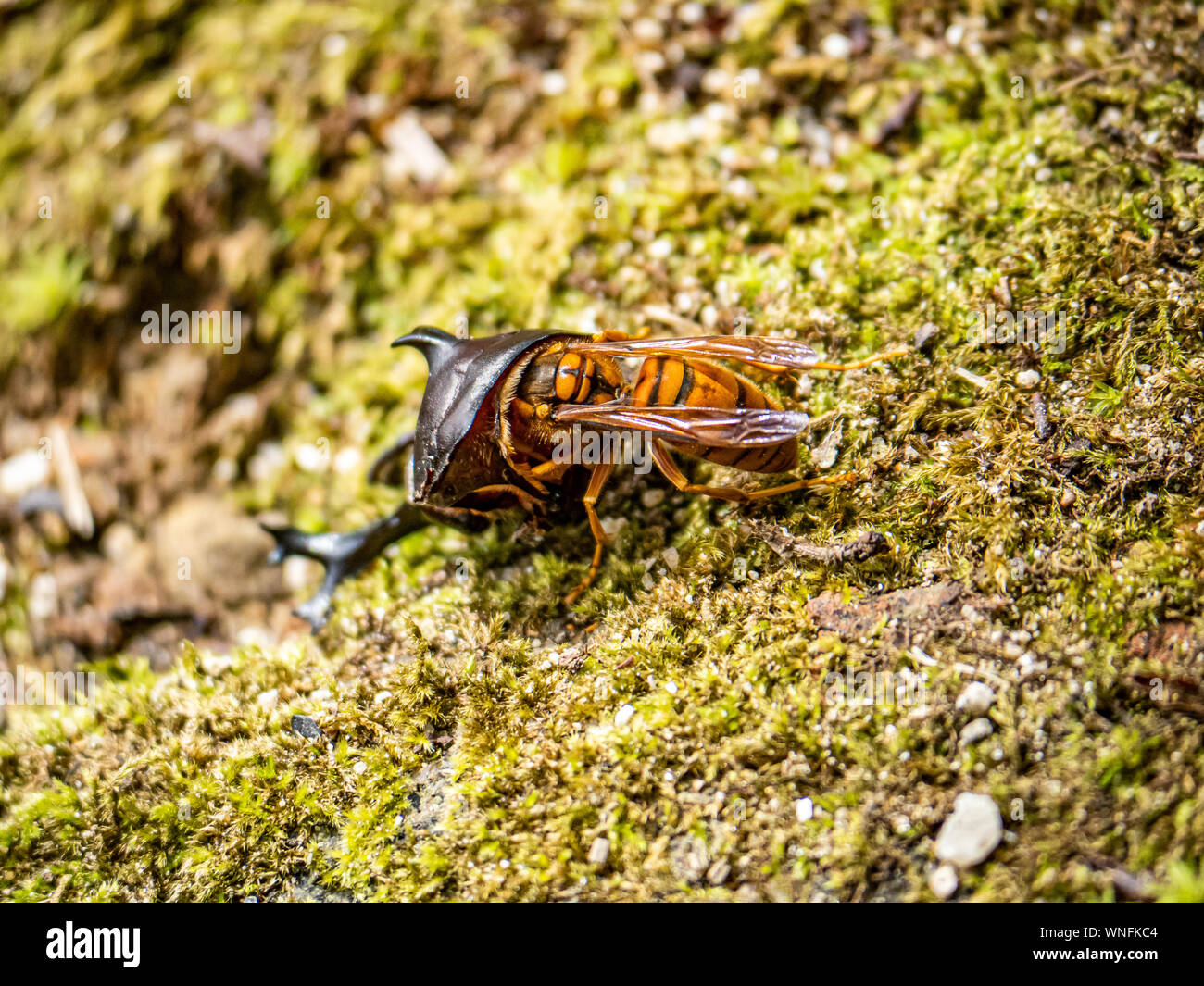 Un hornet jaune japonais, Vespa simillima xanthoptera, manger les restes d'un japonais mort du scarabée rhinocéros, Allomyrina dichotoma, dans un parc en Sas Banque D'Images