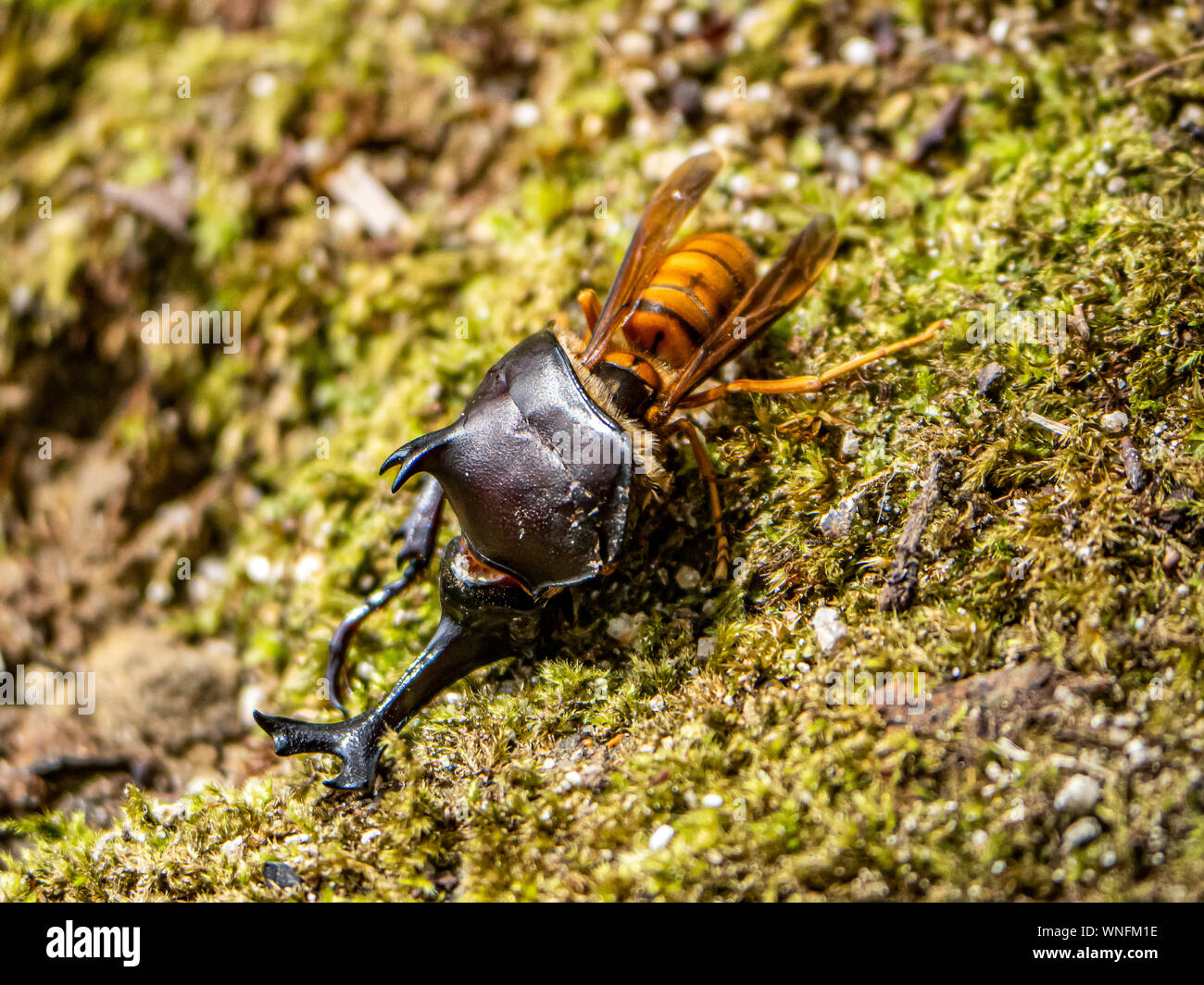 Un hornet jaune japonais, Vespa simillima xanthoptera, manger les restes d'un japonais mort du scarabée rhinocéros, Allomyrina dichotoma, dans un parc en Sas Banque D'Images