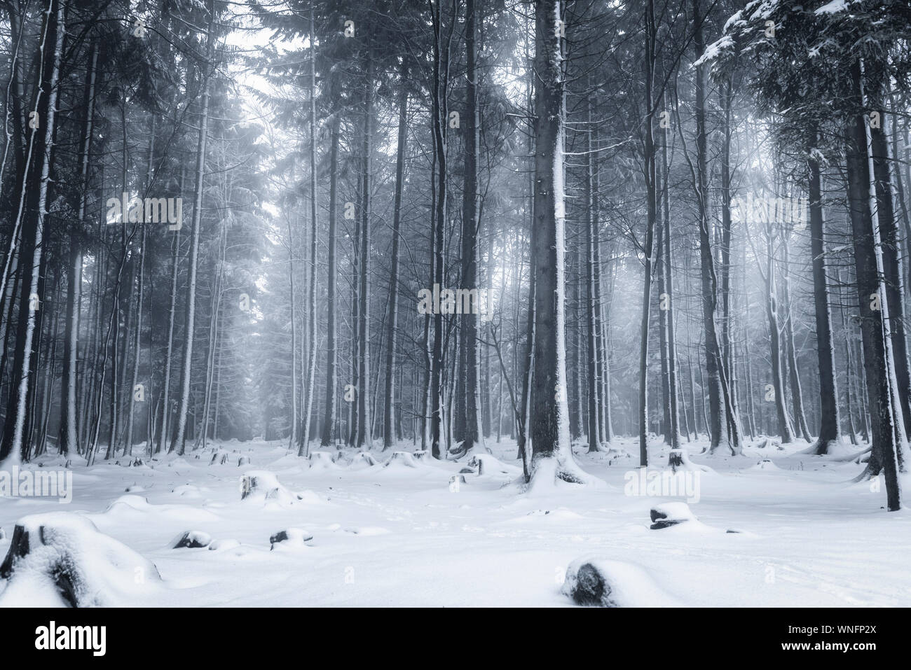 Paysage d'hiver avec snowy trees à Bad Wildbad, Allemagne. La nature enneigée en Allemagne. Paysage d'hiver en plein air avec des couches de neige. Banque D'Images