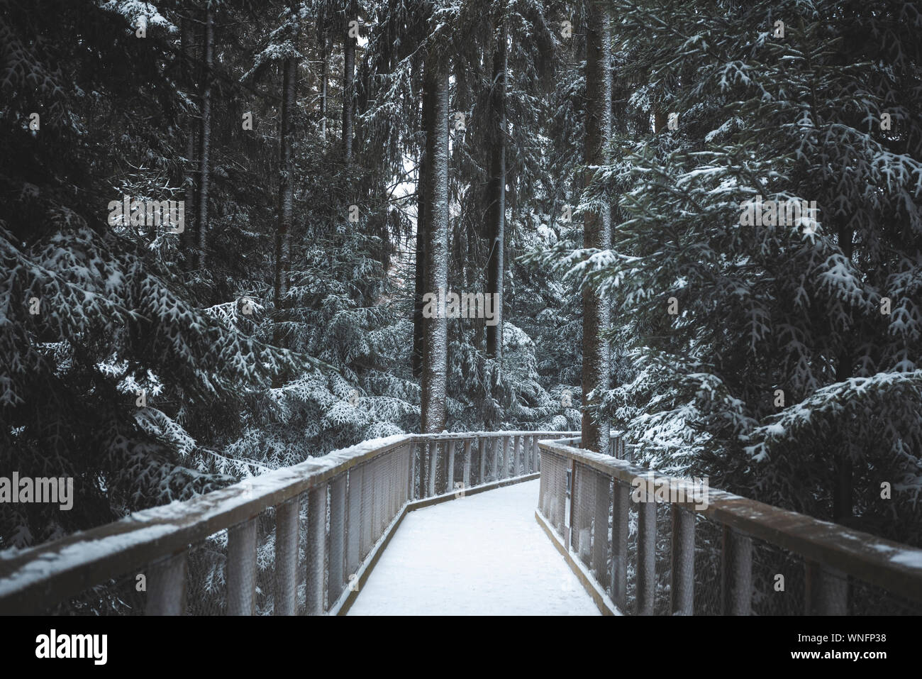Un pont suspendu au-dessus de la forêt enneigée, parmi les arbres couverts de neige, à Bad Wildbad, Allemagne. Plus de mariée la plus réputée de arbres, en hiver. Banque D'Images