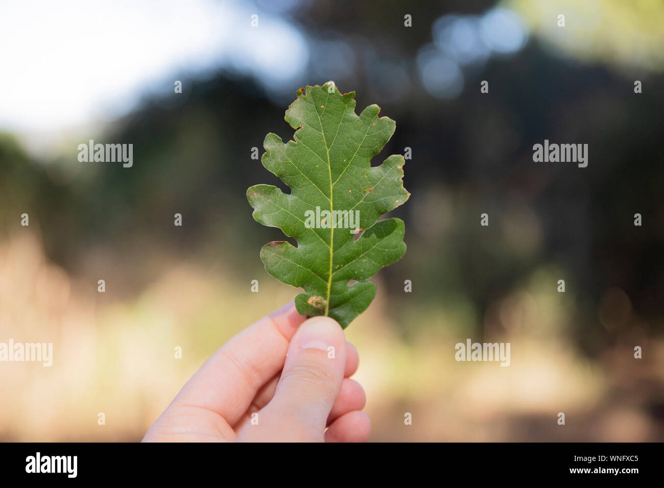 Main tenant une feuille de chêne blanc (Quercus robur) en arrière-plan de plein air Banque D'Images