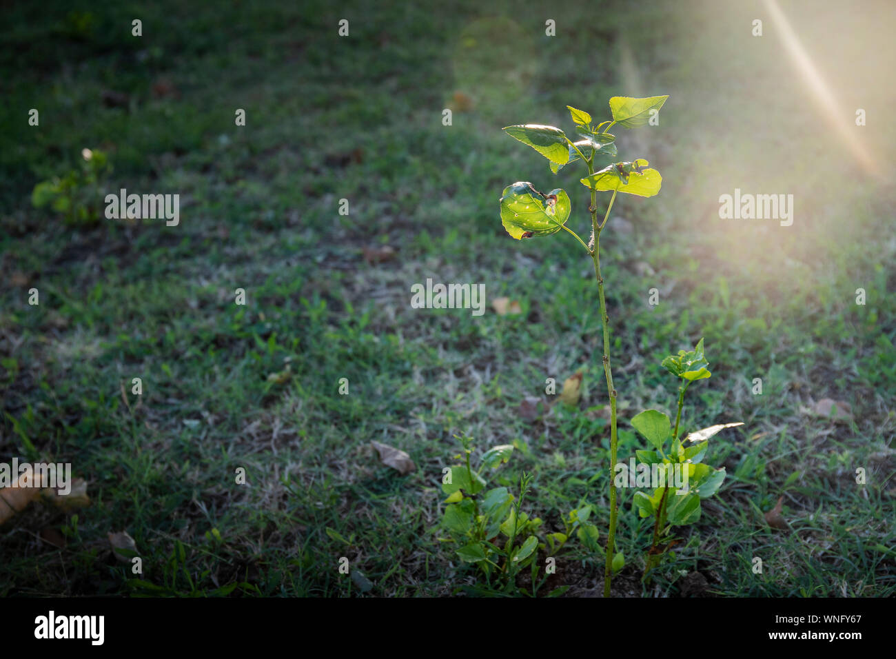 L'herbe verte avec une plante différente ou de mauvaises herbes éclairée par des rayons de lumière chaude à l'heure d'or. Arrière-plan de croissance avec copie espace et arrondi. Banque D'Images