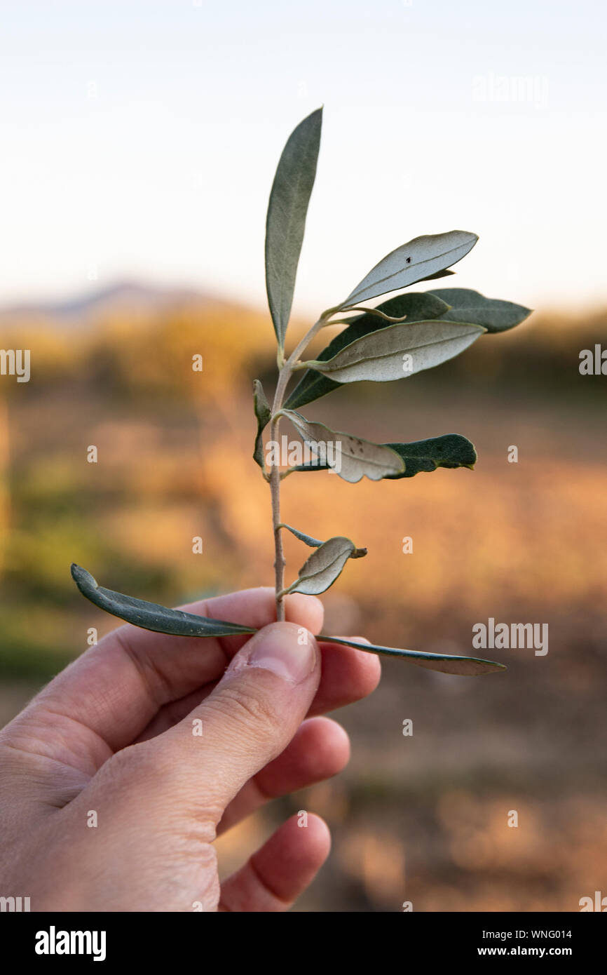 Une main tenant un rameau d'olivier (Olea europaea) dans l'arrière-plan de plein air au coucher du soleil. Tir vertical. Banque D'Images