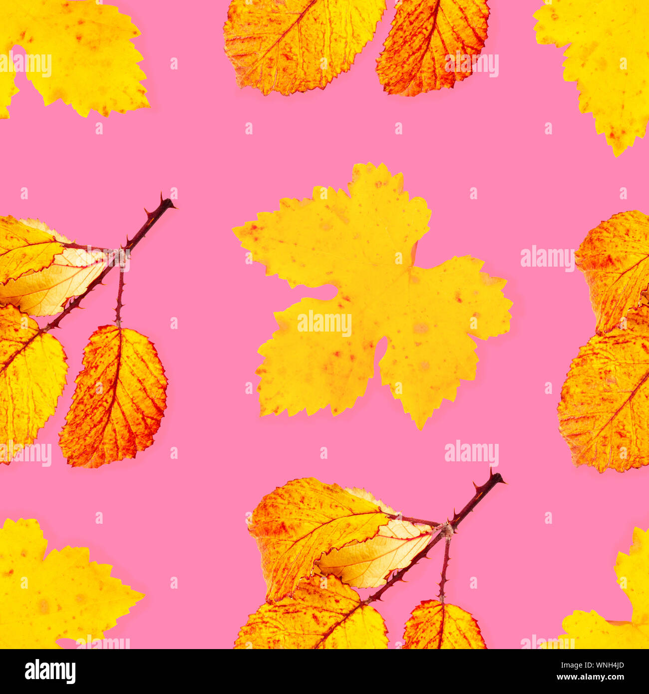 Un modèle d'automne feuilles d'automne jaune et orange sur un fond rose, une impression de répétition Banque D'Images