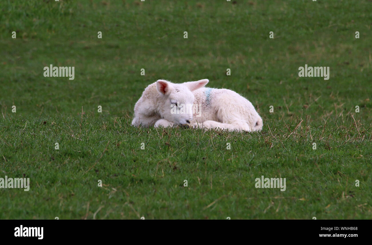 Mouton Qui Dort Banque D Image Et Photos Alamy