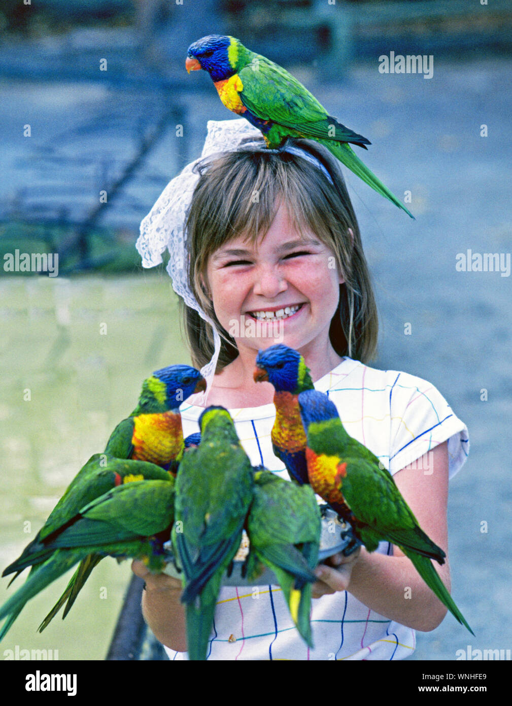 Une jeune fille joue avec un troupeau de rainbow loriquets verts à un sanctuaire de la faune dans la région de Brisbane, Australie. Banque D'Images