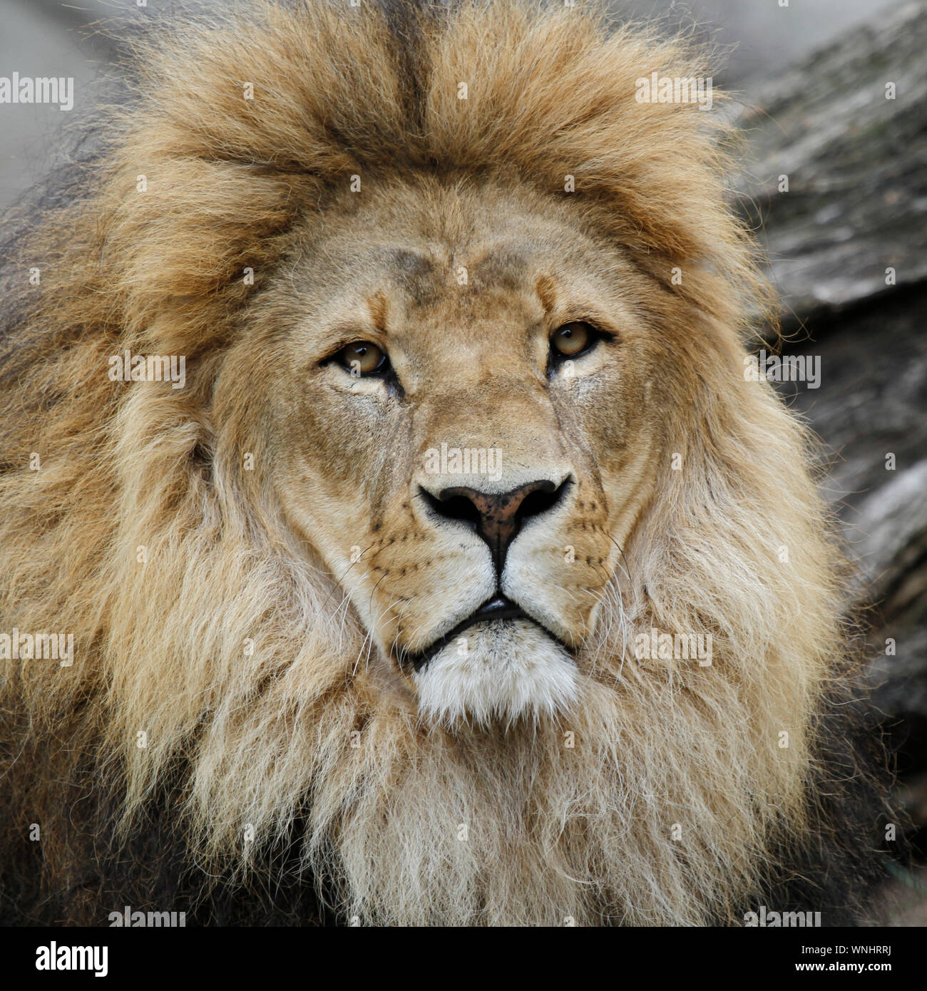 Close-up Portrait Of Male Lion Banque D'Images