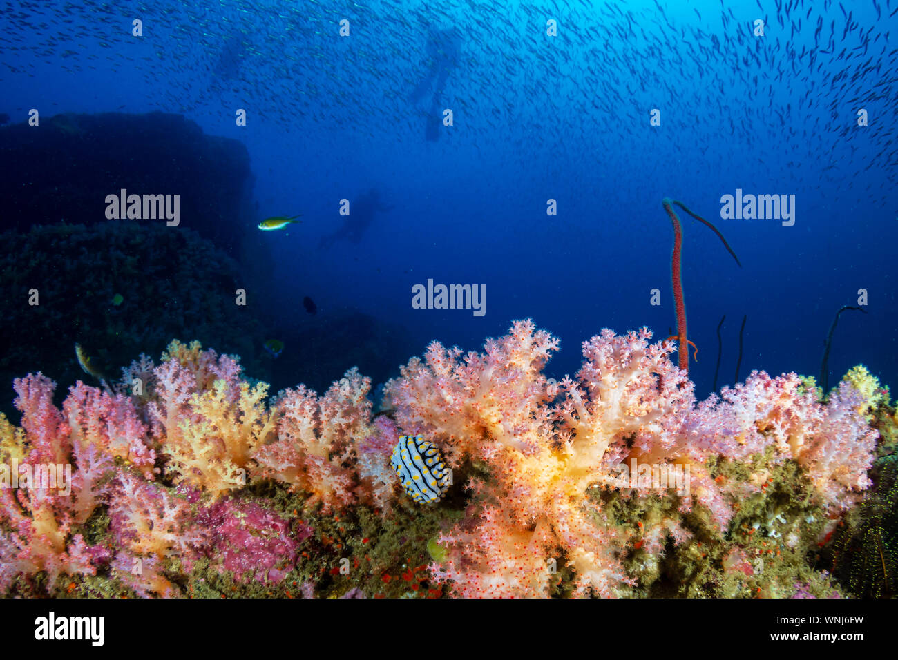 Les amateurs de plongée sous-marine sur un récif de coraux tropicaux colorés Banque D'Images