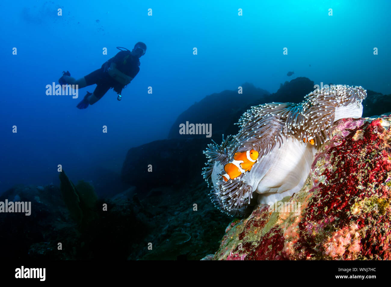 Contexte scuba diver et poissons clowns sur un récif tropical Banque D'Images