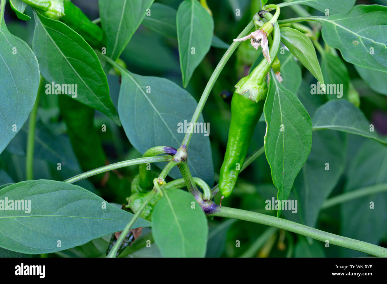 Hot green chili peppers croissant sur les plantes de jardin Anglais Banque D'Images