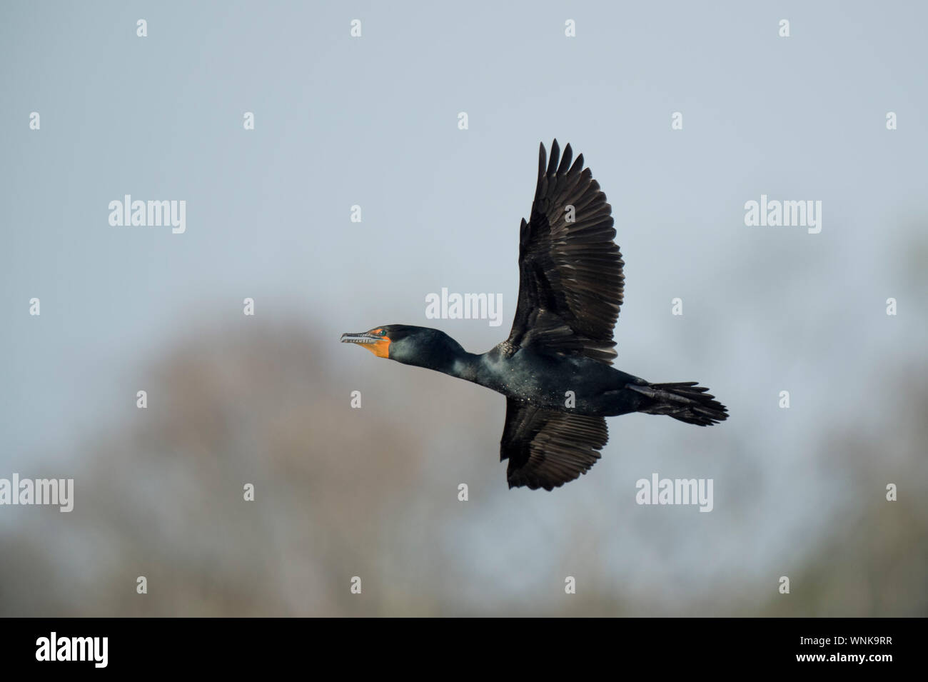 Plumage nuptial un cormoran à aigrettes vole dans le ciel ensoleillé avec ses ailes sombres. Banque D'Images