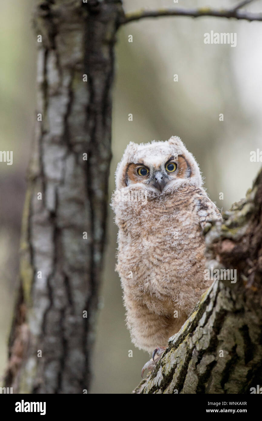 Un grand-duc d'Owlet perché dans un grand arbre dans la lumière douce et ciel couvert. Banque D'Images