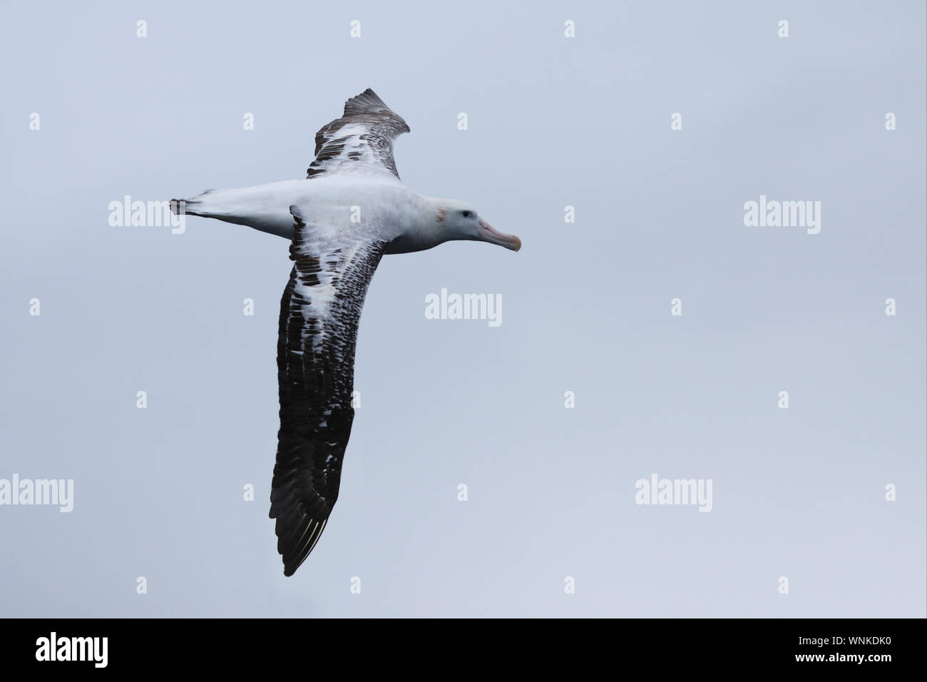 Une Gibson, albatros Diomedea exulans, vol libre Banque D'Images