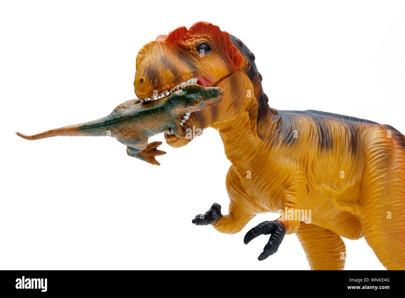Vue rapprochée d'un jouet Tyrannosaurus rex, manger un petit dinosaure, isolé et tourné sur un fond blanc Banque D'Images