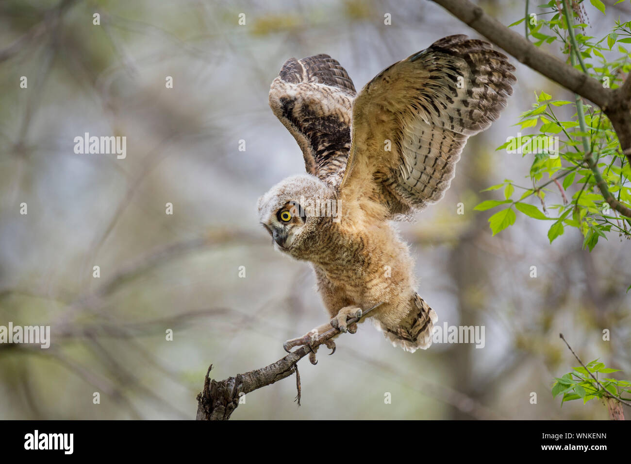 Un grand-duc d'Owlet perché au sommet d'une branche cassée tests sur ses ailes. Banque D'Images