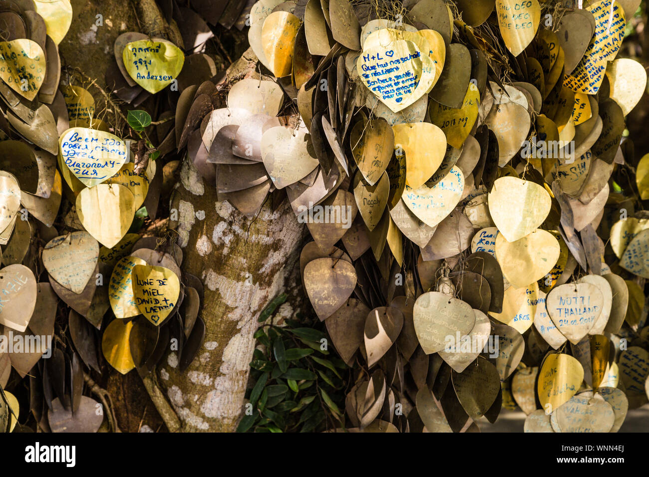 Écrire vos souhaits sur l'or Bodhi suspendus sur une tige métallique sous l'arbre. Close up de l'or les feuilles colorées de l'arbre des désirs dans le temple bouddhiste Banque D'Images