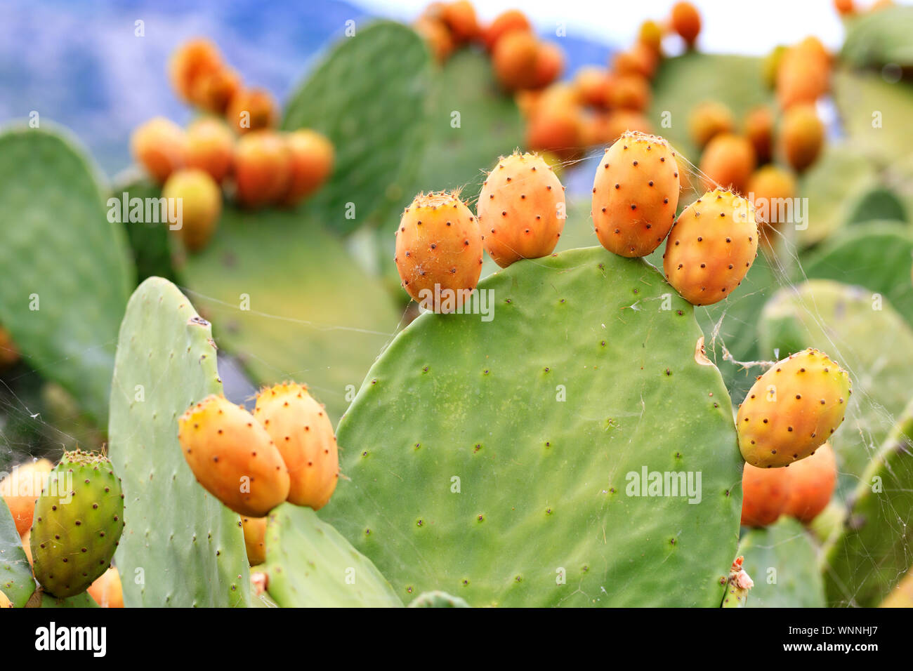 De couleur orange fruits mûrs d'un cactus doux sur une branche dans un  décor de tortue à branches vertes et un légèrement bleu ciel nuageux Photo  Stock - Alamy