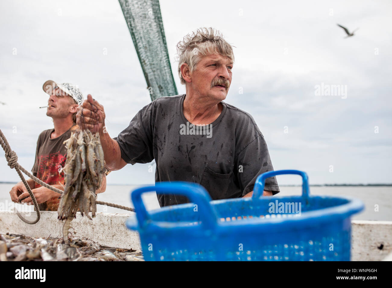 Tri des pêcheurs de crevettes de capture sur le pont d'un navire. Banque D'Images