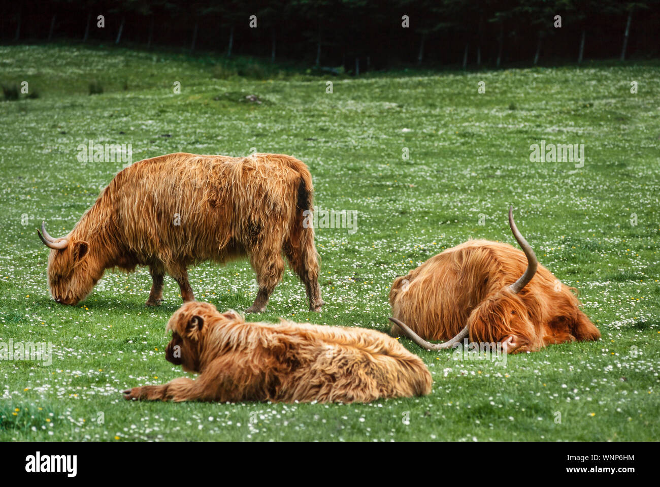 Scottish Highland cattle, hautes terres de l'Ouest, Royaume-Uni Banque D'Images