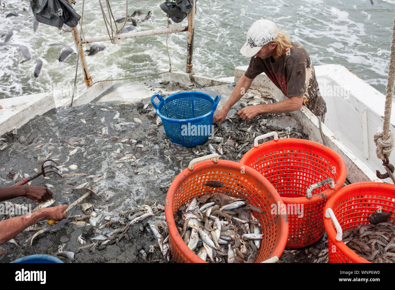 Tri de captures de pêcheurs le pont d'un chalutier. Banque D'Images
