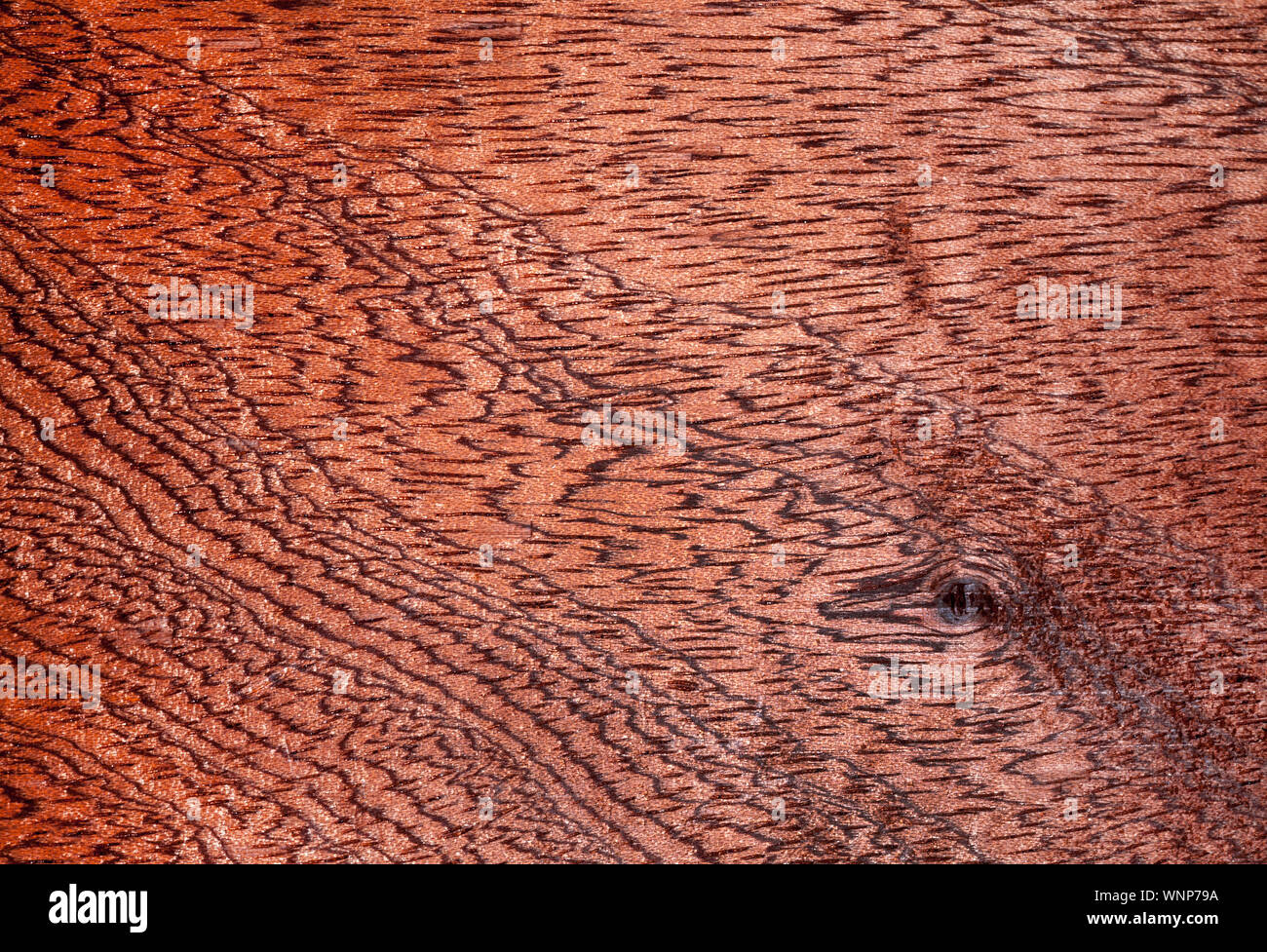 Détail de feuillus tropicaux en acajou, coupe (coupe longitudinale) Swietenia mahogoni Banque D'Images