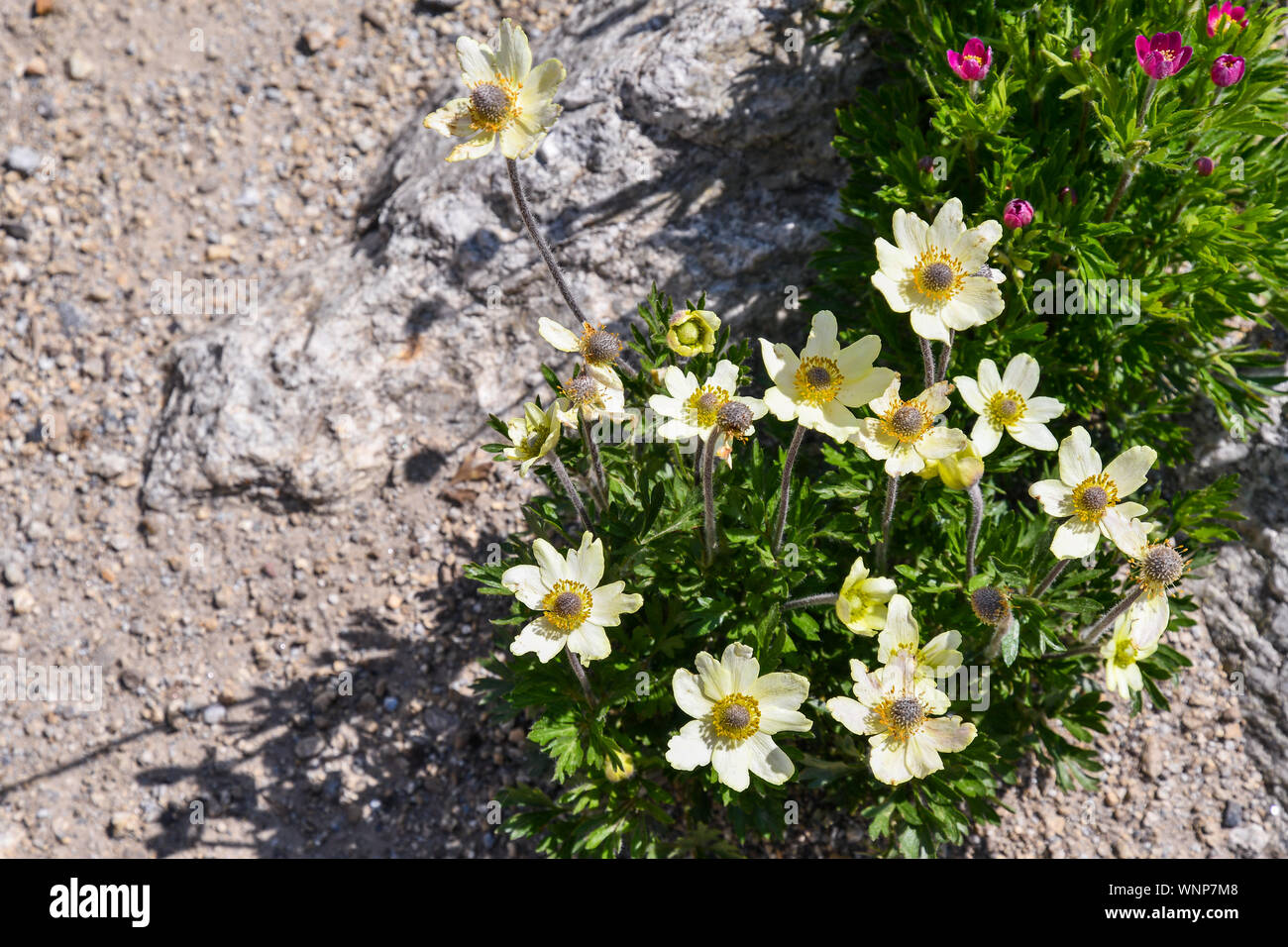 Plante en fleurs de Pulsatilla alpina subsp. apiifolia, une plante herbacée vivace à fleurs jaune pâle, dans un jardin rocailleux, Courmayeur, Aoste, Italie Banque D'Images