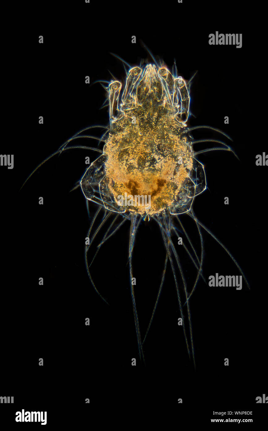 Glycyphagus domesticus est un acarien qui fait partie de la famille Acaridae. Également connu sous le nom d'acariens de stockage, du mobilier et de l'acarien mite alimentaire Banque D'Images