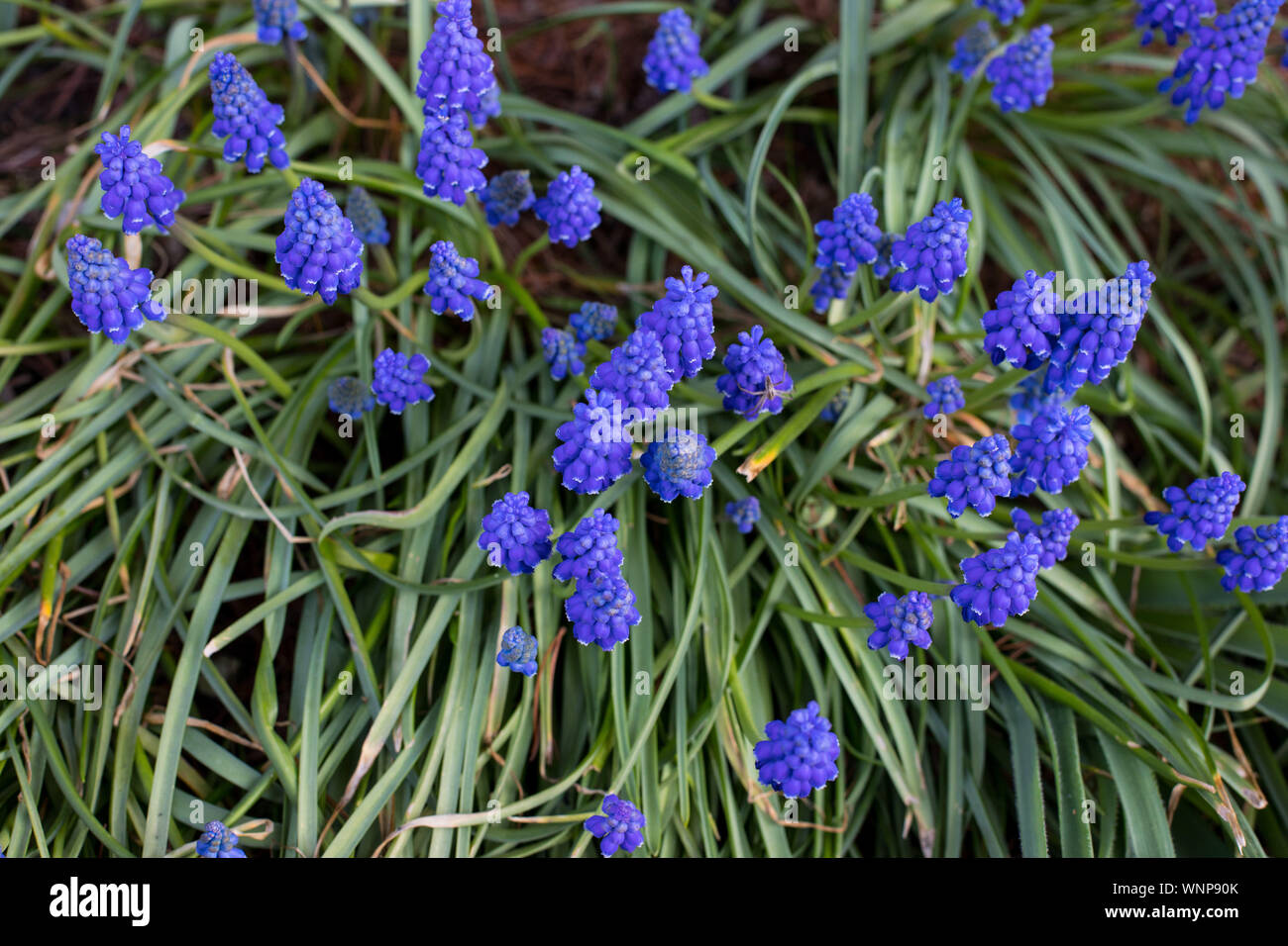 Gros plan de fleurs de jacinthes bleues (Muscari armeniacum Muscari Mill.) type de plantes de la famille des asperges Banque D'Images
