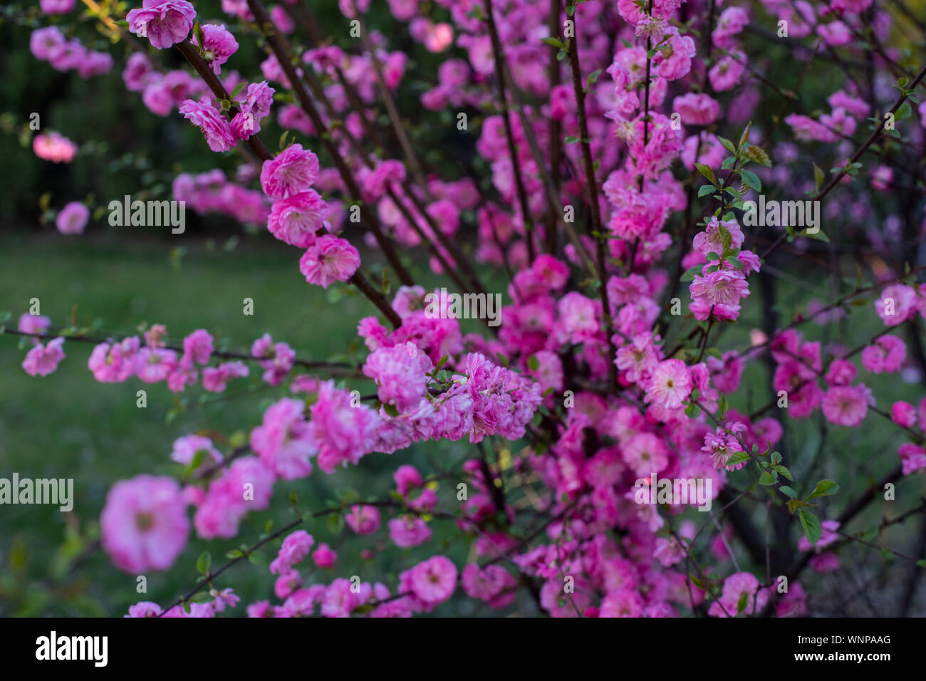Libre d'amande rose, des amygdales tibial (Prunus triloba Lindl.) l ...