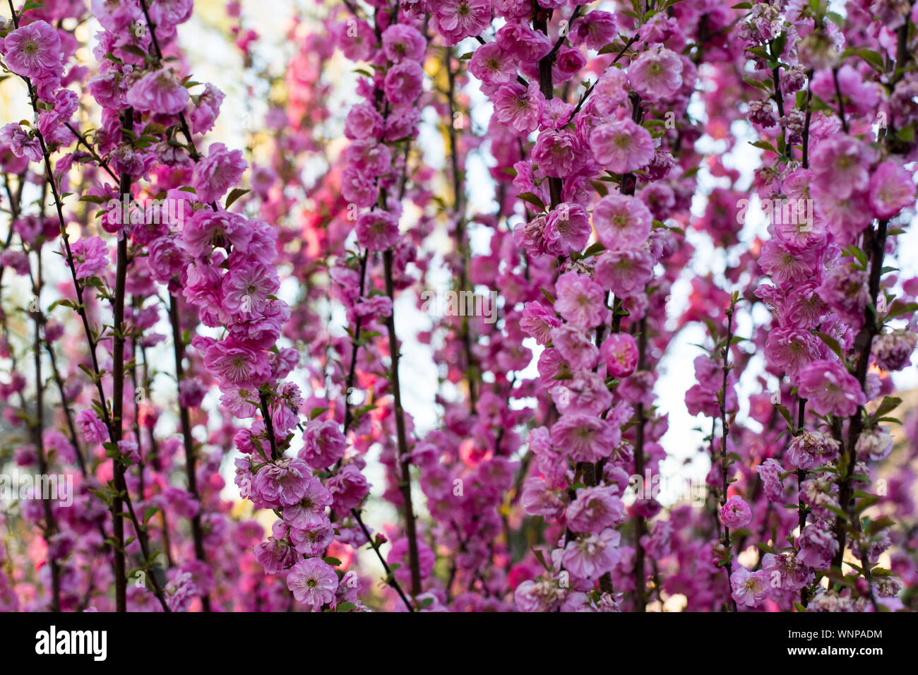 Libre d'amande rose, des amygdales tibial (Prunus triloba Lindl.) l ...