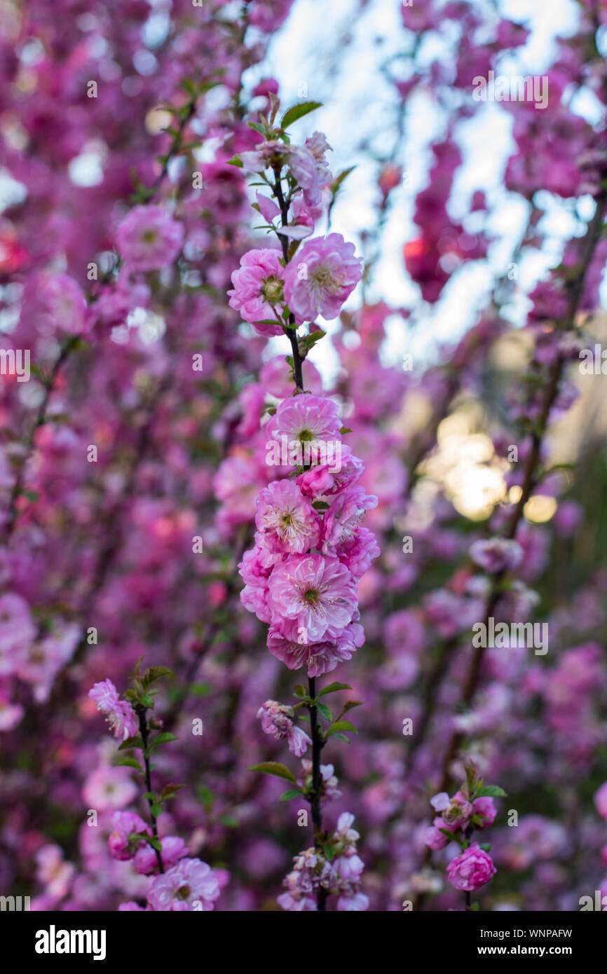 Libre d'amande rose, des amygdales tibial (Prunus triloba Lindl.) l ...