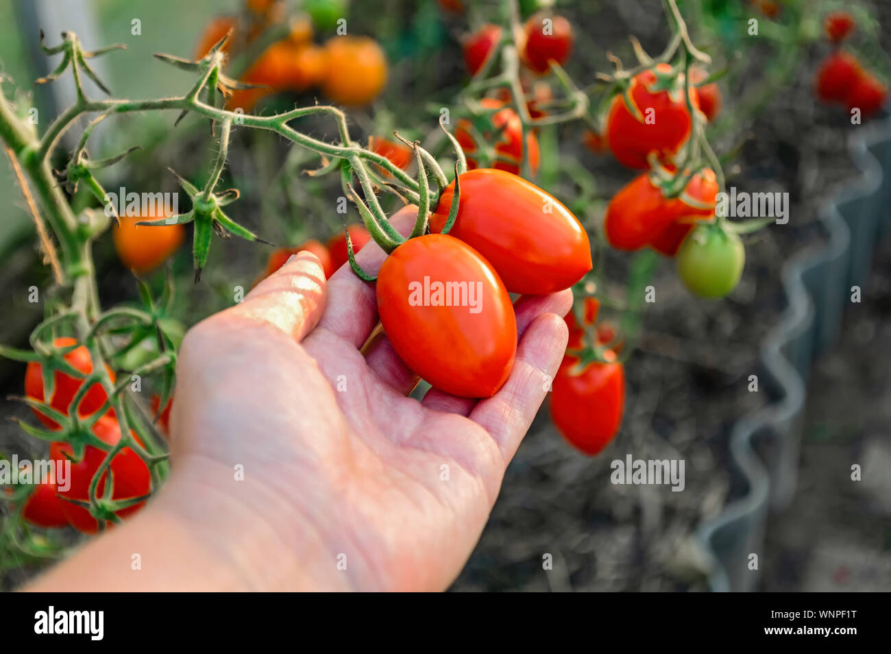 La cueillette des tomates dans une serre. Tomates mûres dans la main de l'agriculteur. Close-up. Banque D'Images