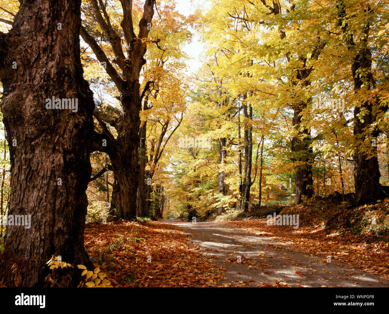 Route de campagne en automne à Sugar Hill, New Hampshire Banque D'Images