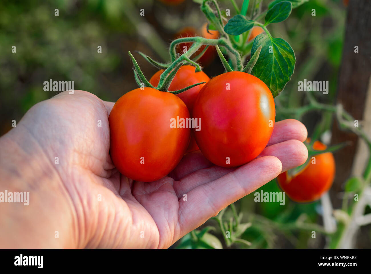 La cueillette des tomates dans une serre. Tomates mûres dans la main de l'agriculteur. Close-up. Banque D'Images