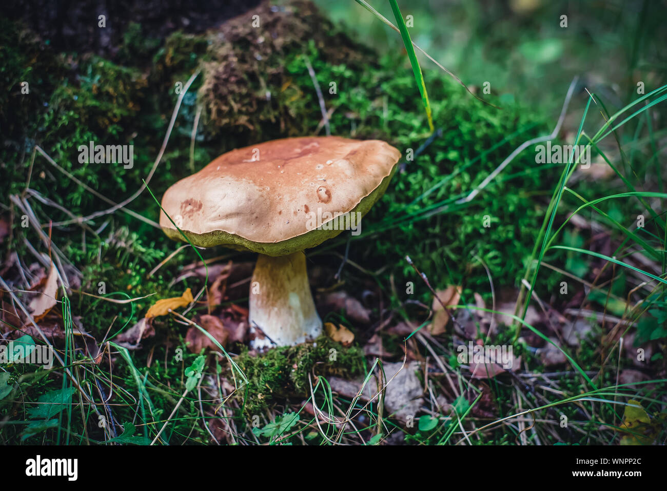 Belle photo avec un grand champignon blanc comestibles dans la forêt sous un arbre en vert mousse et l'herbe Banque D'Images
